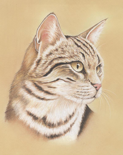 cat portrait in pastel pencils