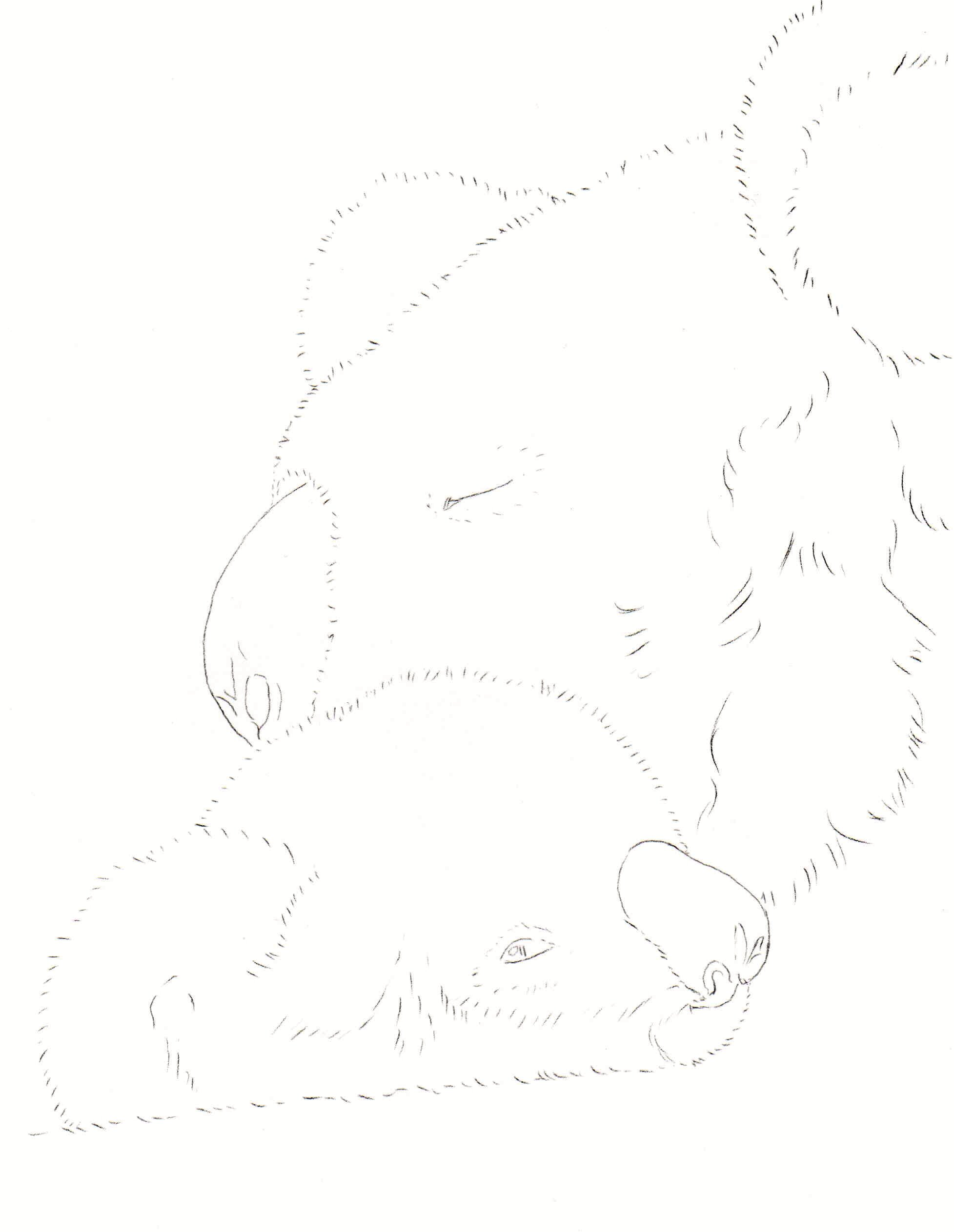 new koala line drawing