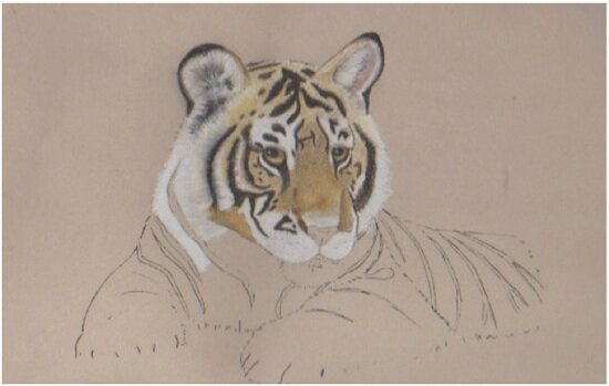 Michael's Pastel Pencil Tiger Cub Work In Progress