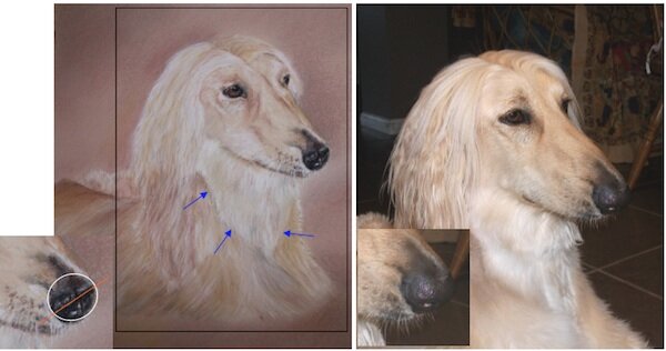 Afghan Hound Pastel Pencil Picture resized