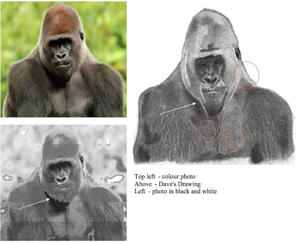 Gorilla in graphite pencil