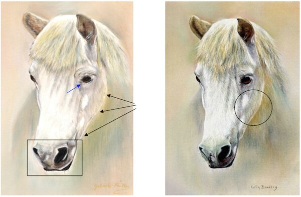 White Horse in Pastel Pencils by Gabriele