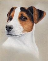 Jack-Russell-Reference-234x300-1
