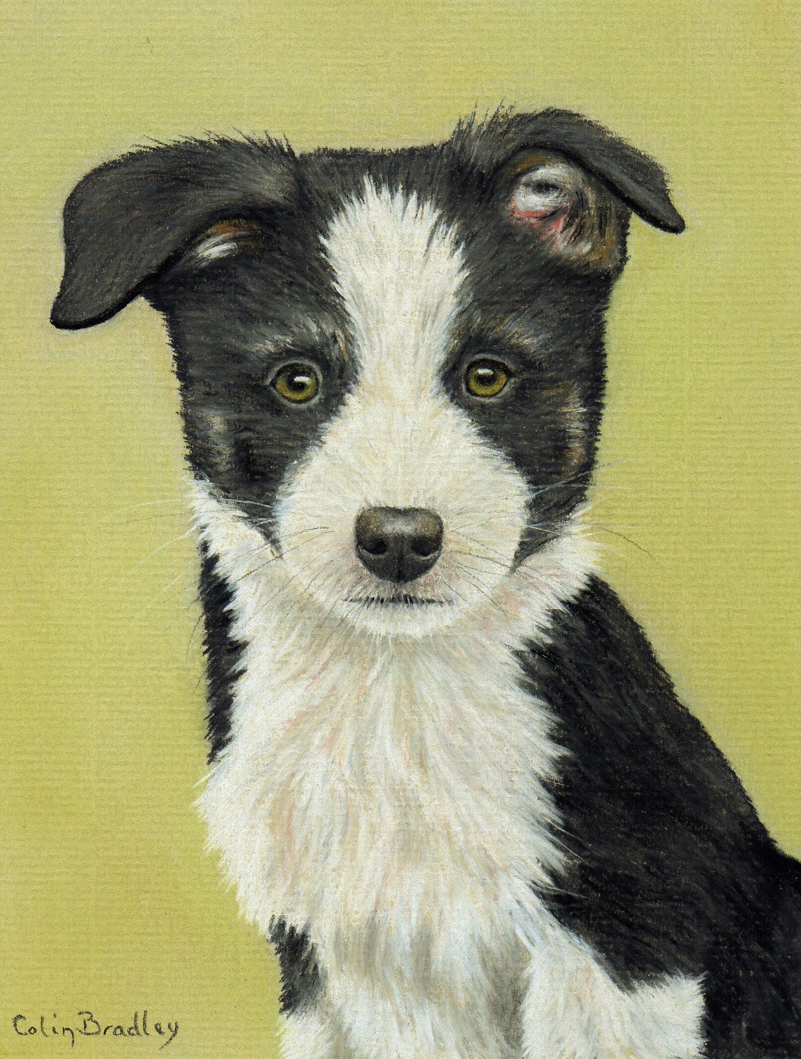 border-collie-puppy