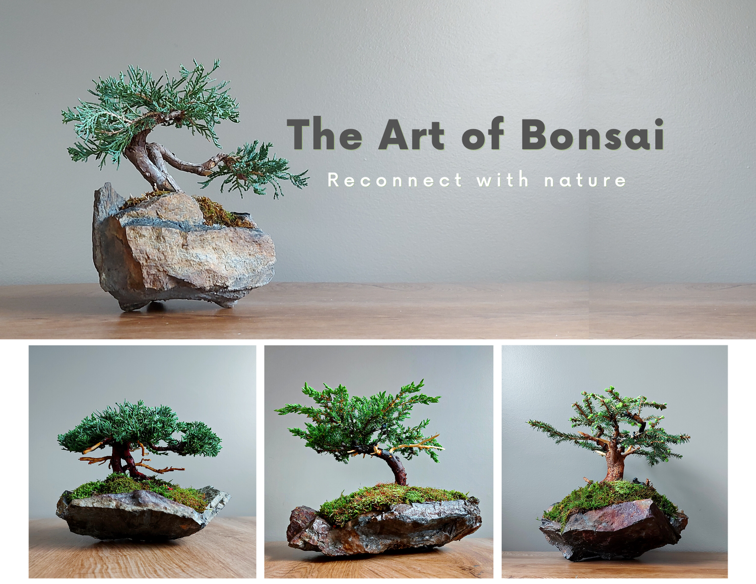 The Art of Bonsai workshop
