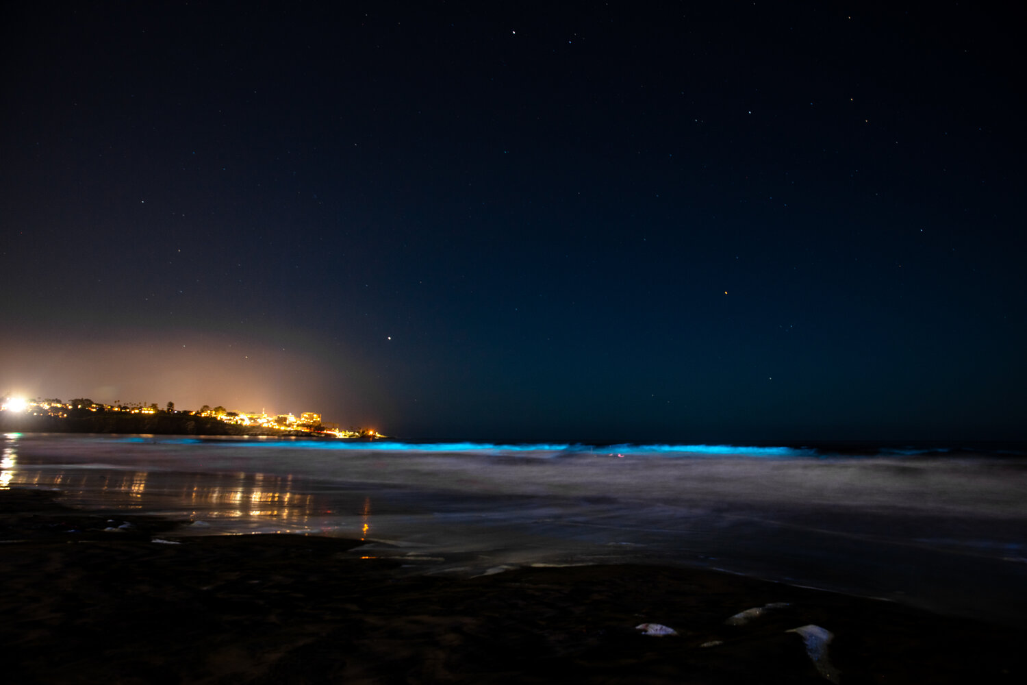 0833 Red Tide Bioluminescent — Experience Wildlife