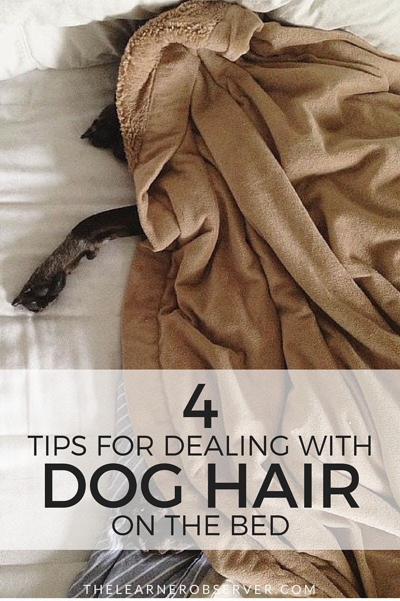 4 ways to help keep pet hair off the bed for good! | TheLearnerObserver.com