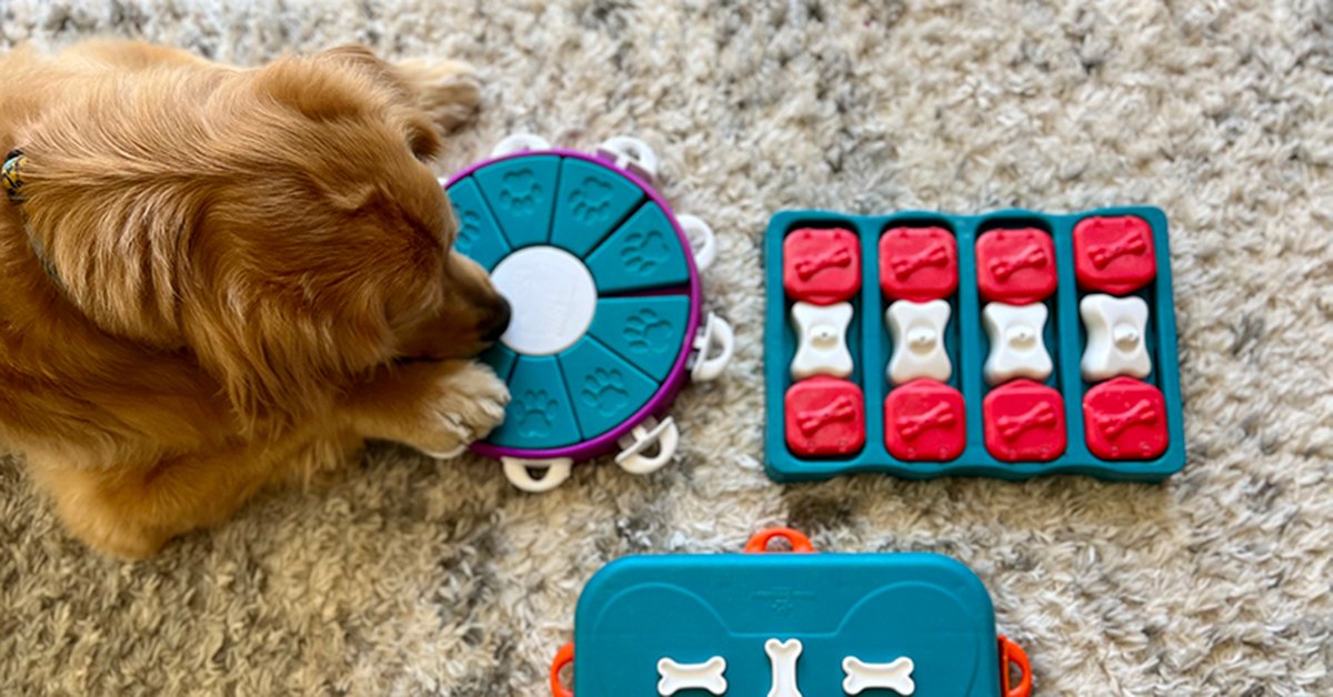 What are Dog Enrichment Toys? — Golden Retriever Life