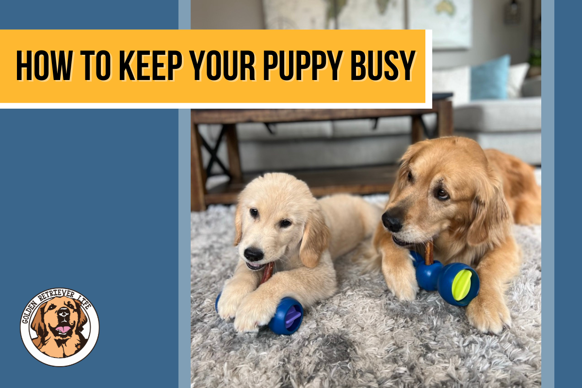 Keeping Your Puppy Busy: The Benefits of Bully Sticks — Golden