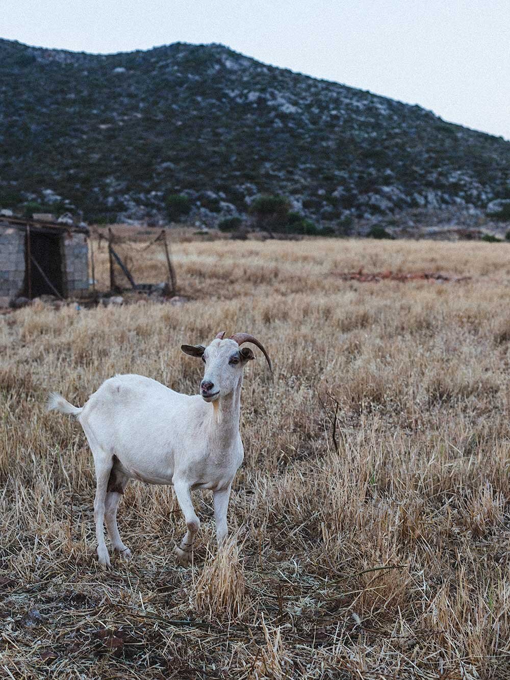an adorable goat we met on a tiny island in Greece