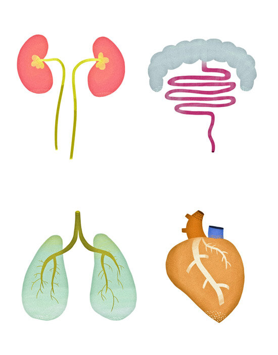 Sarah Goodreau anatomy illustrations kidney intestines lungs heart