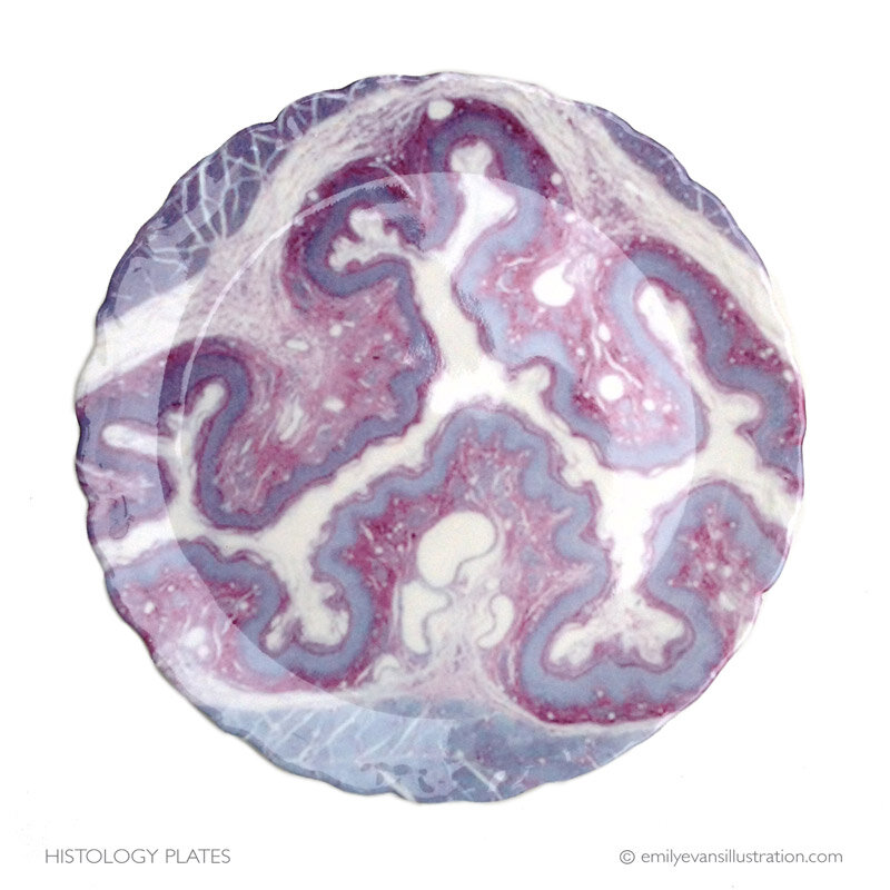 Emily Evans Esophagus Histology dessert plates available at the Street Anatomy store