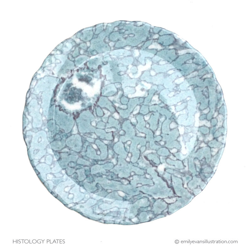 Emily Evans Liver Histology dessert plates available at the Street Anatomy store