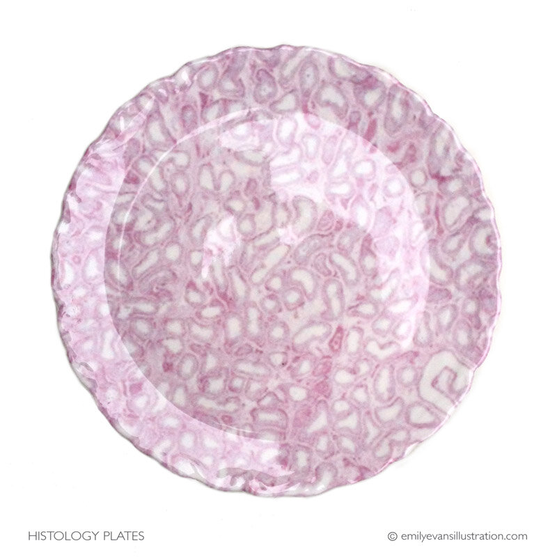 Emily Evans Testicle Histology dessert plates available at the Street Anatomy store