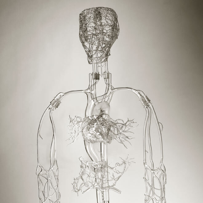 Gary Farlow Glass Anatomy body