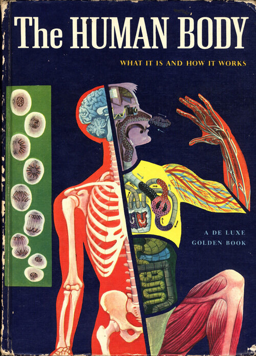 Human Body 1959 Cornelius DeWitt