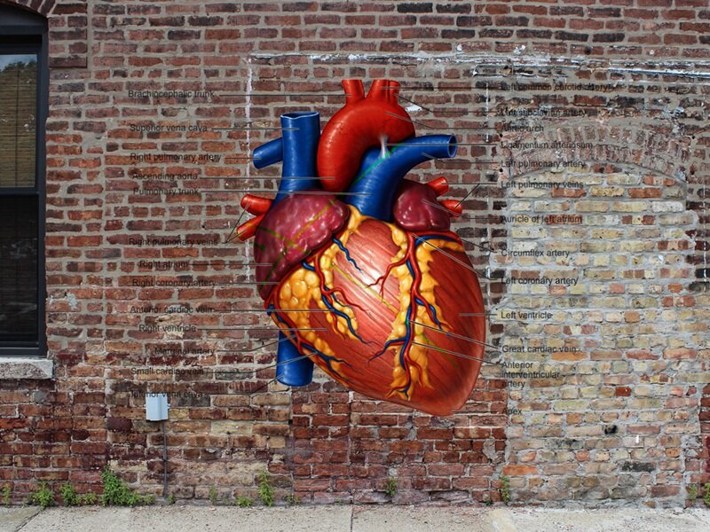 anatomical heart on wall
