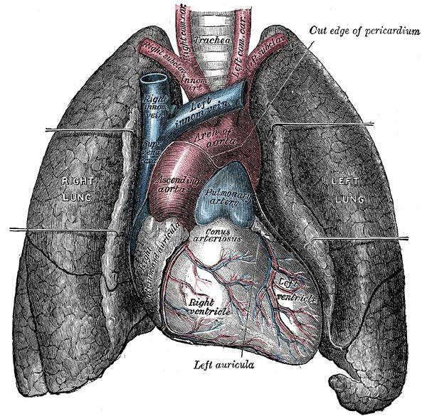Gray's Anatomy Lungs