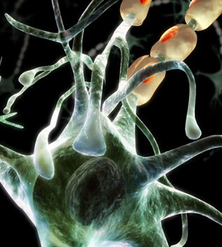 Medi-Mation DK neurons
