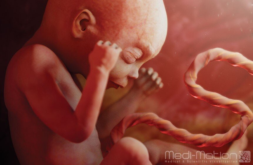 Medi-Mation DK fetus