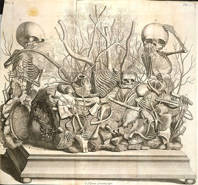 Frederick Ruysch tiny skeletons