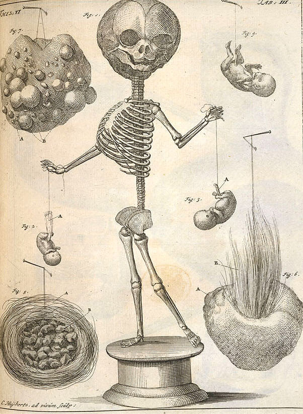 Frederick Ruysch playful skeleton