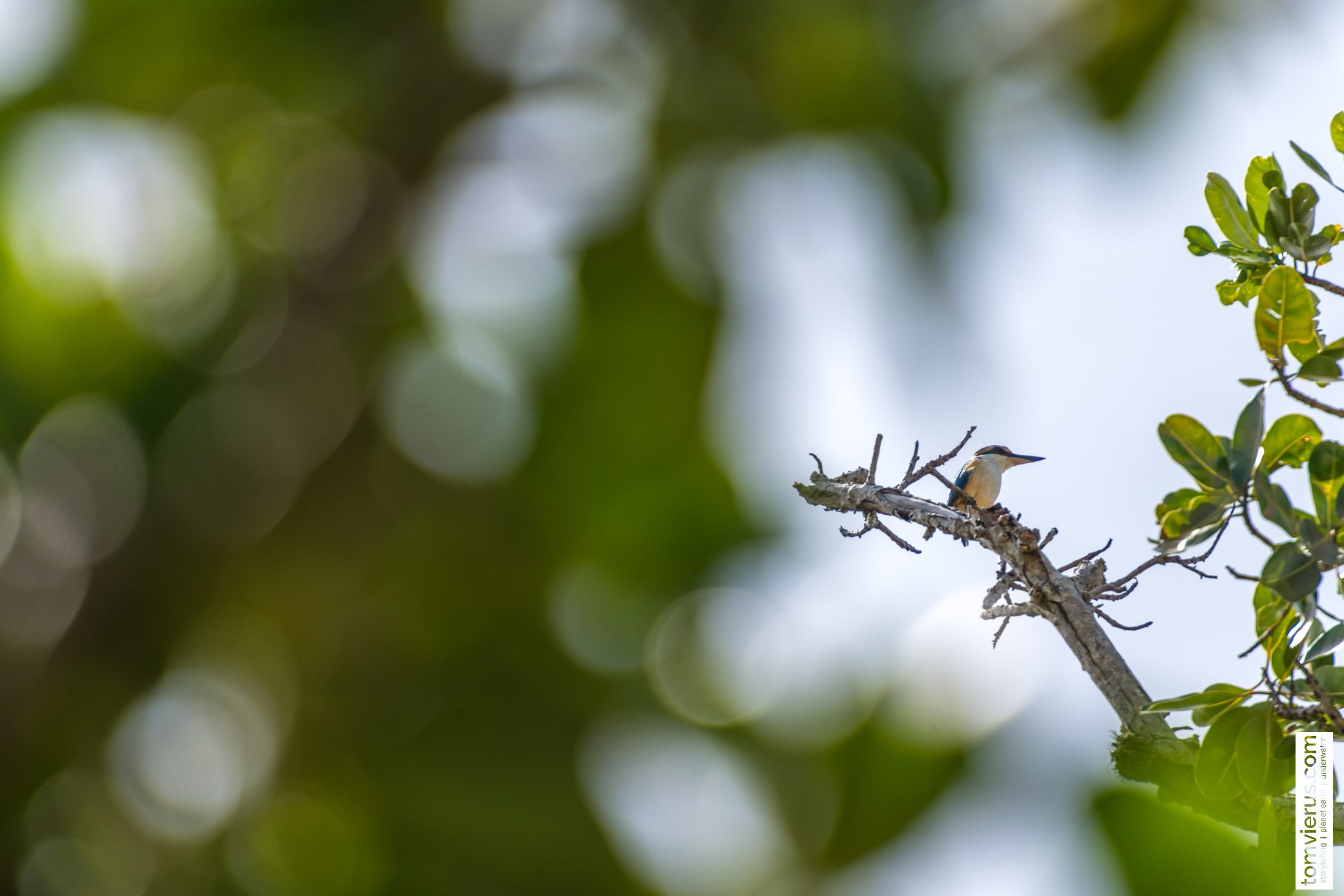 Collared kingfisher 
