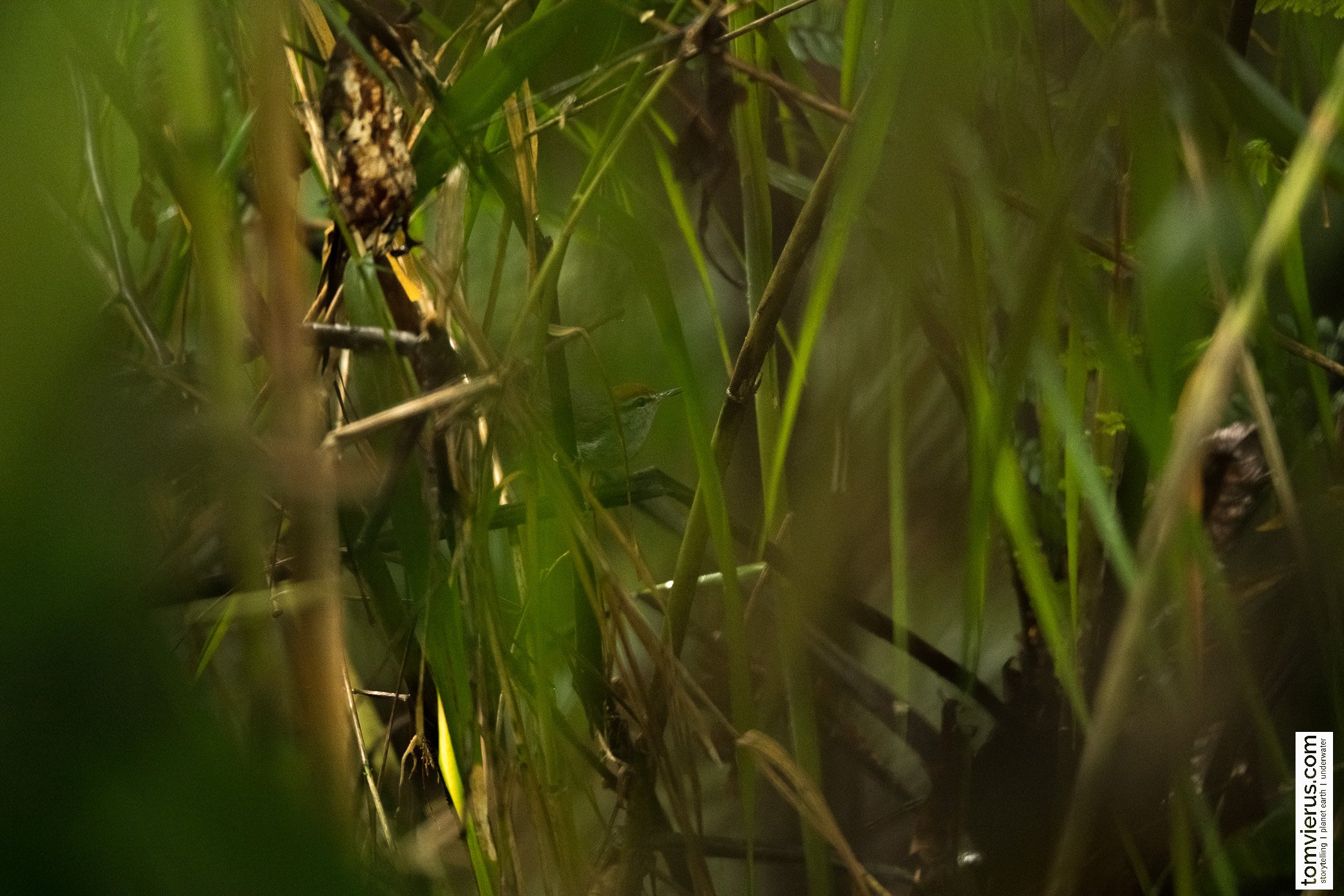 Fiji Bush-warbler 