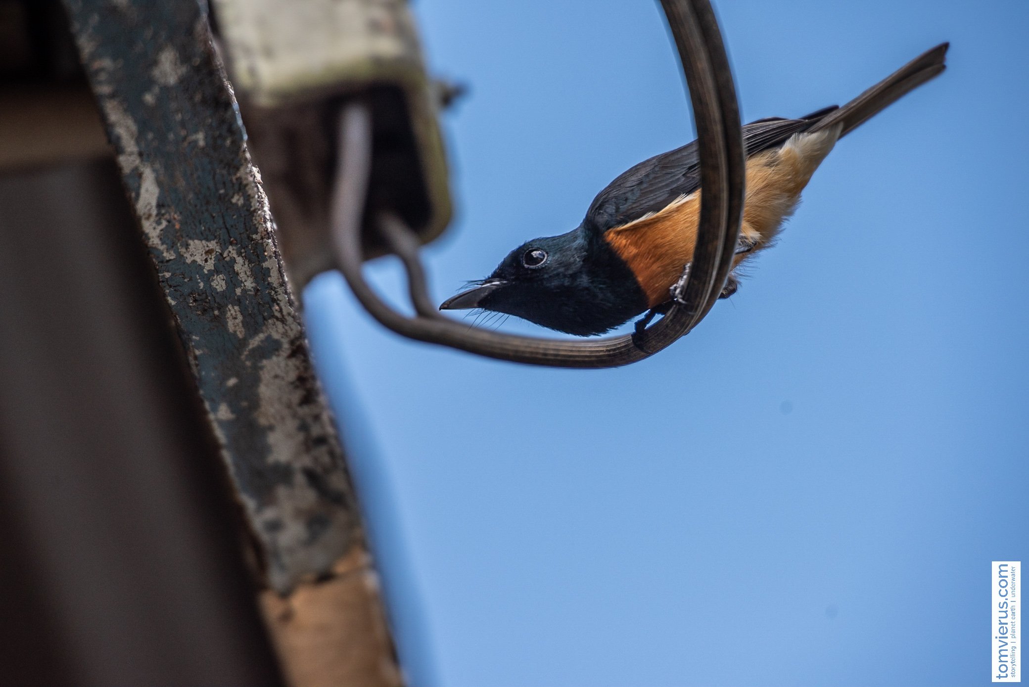 Vanikoro broadbill/flycatcher 
