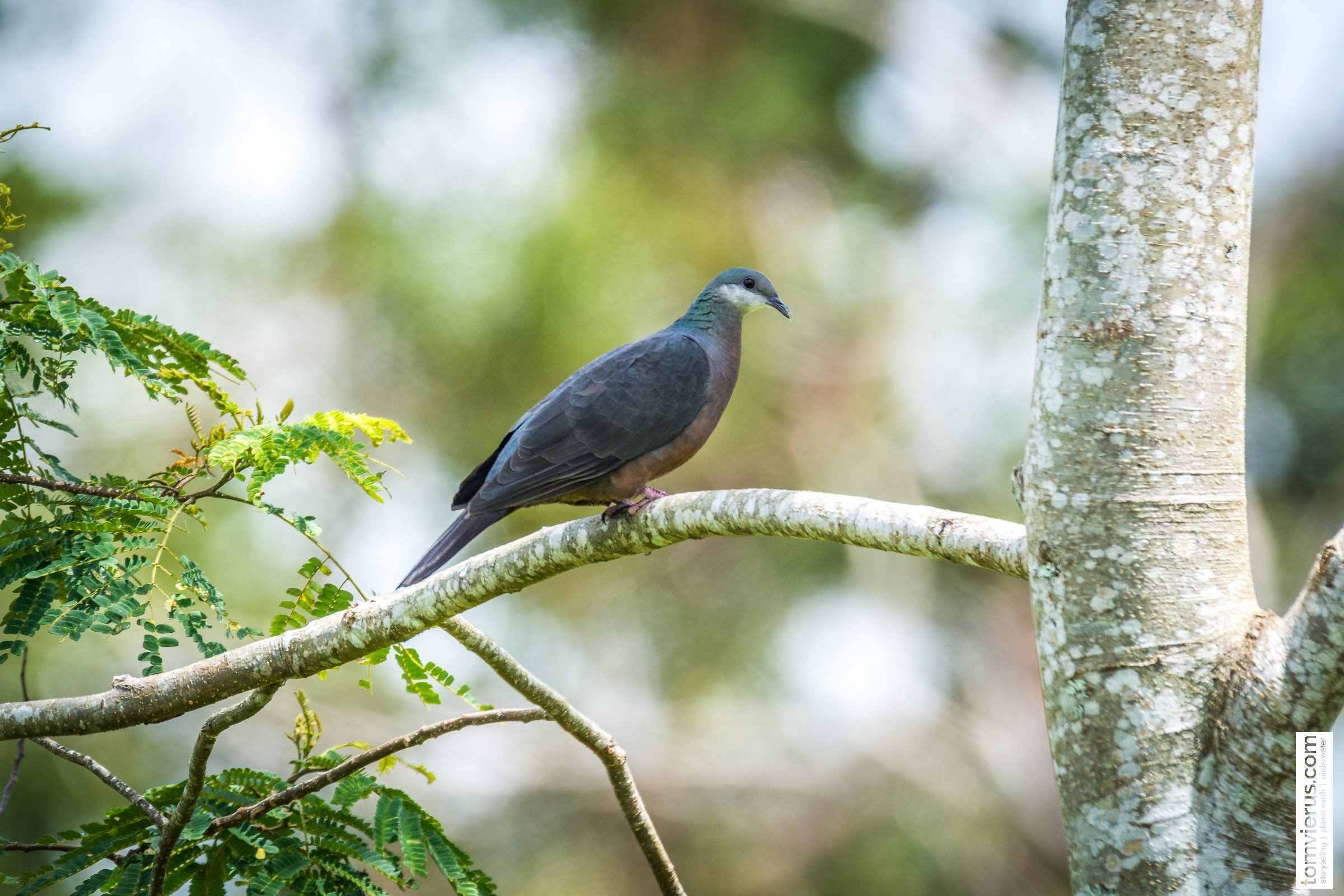 White-throated pigeon