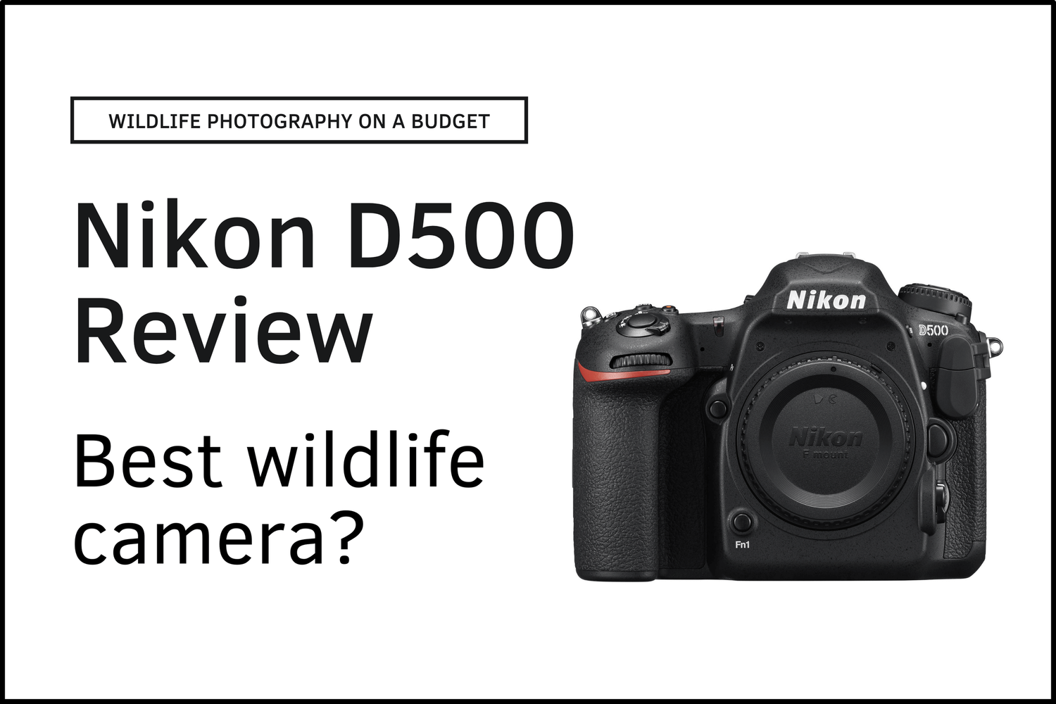 oplichterij Kalksteen Sleutel Why the Nikon D500 is one of the BEST Cameras for Wildlife Photography in  2022 (Review) — APC Wildlife Photography