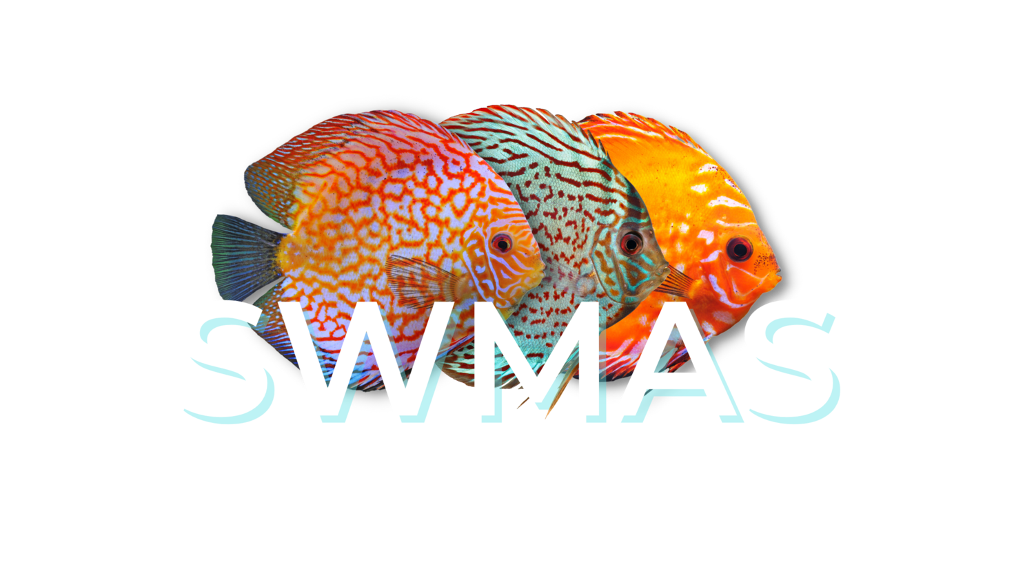 www.swmas.club