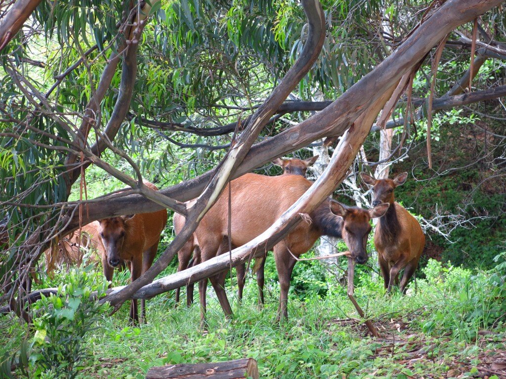 Elk grazing on eucalyptus