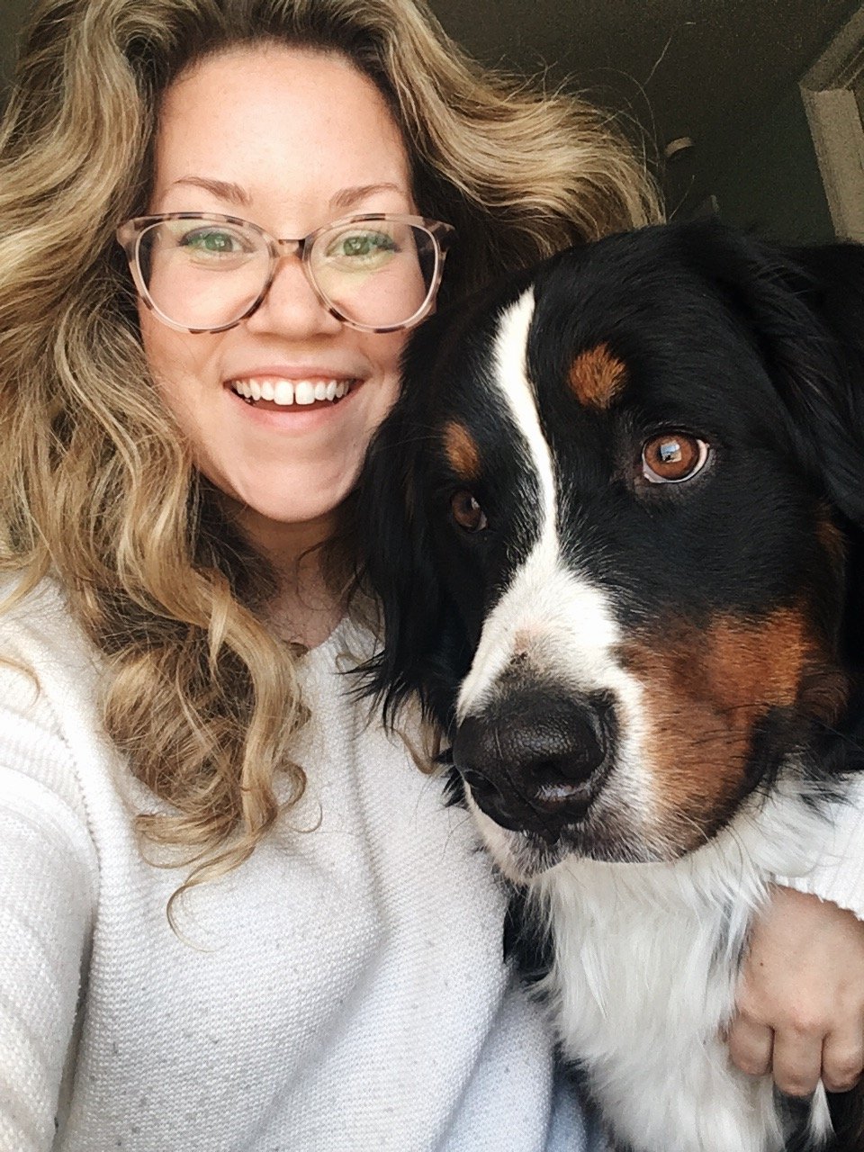 one year old bernese mountain dog