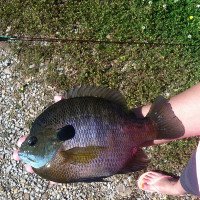 Getting Serious About Monster Bluegill in Your Pond — Trophy Pond