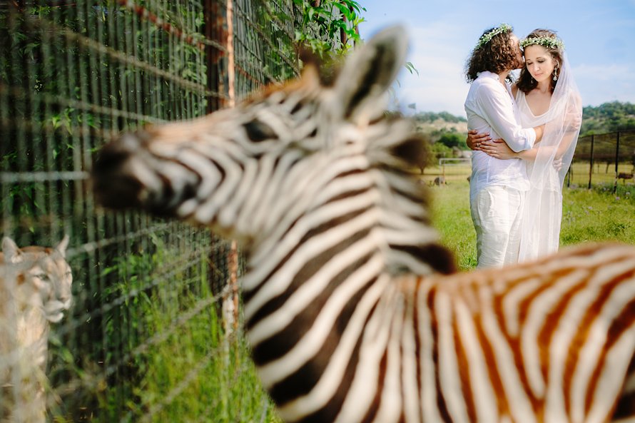 bride and groom with baby zebra and cougar