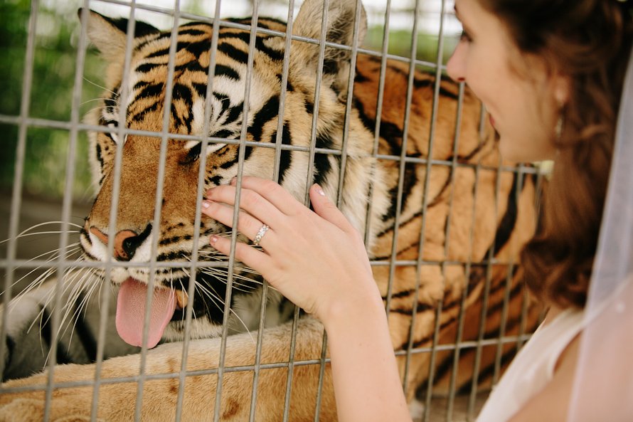 bride petting tiger