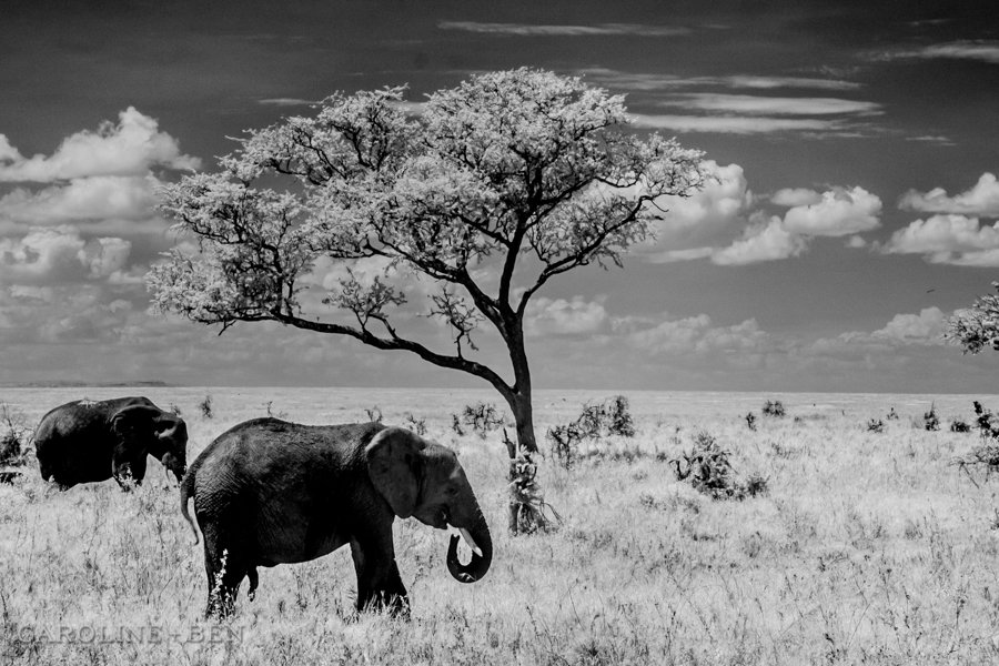 infrared elephant