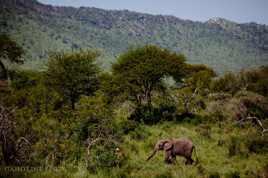 tanzania-safari-photos (41 of 49)