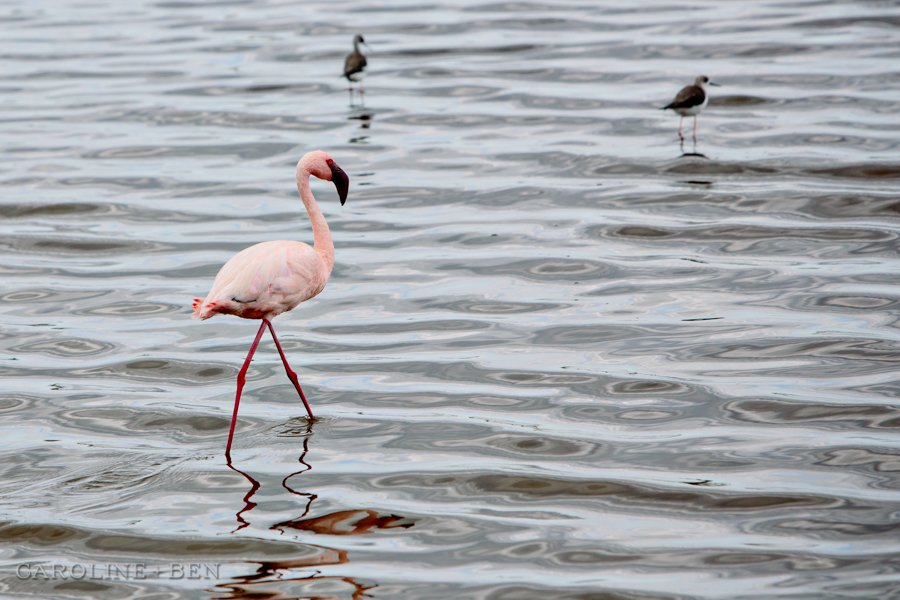 pink flamingo in serengeti