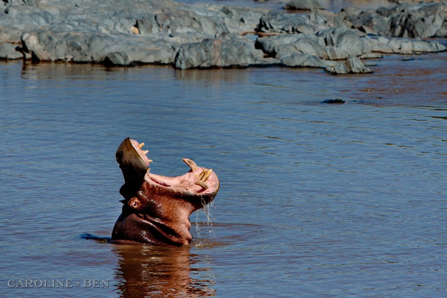 hippo yawning in serengeti