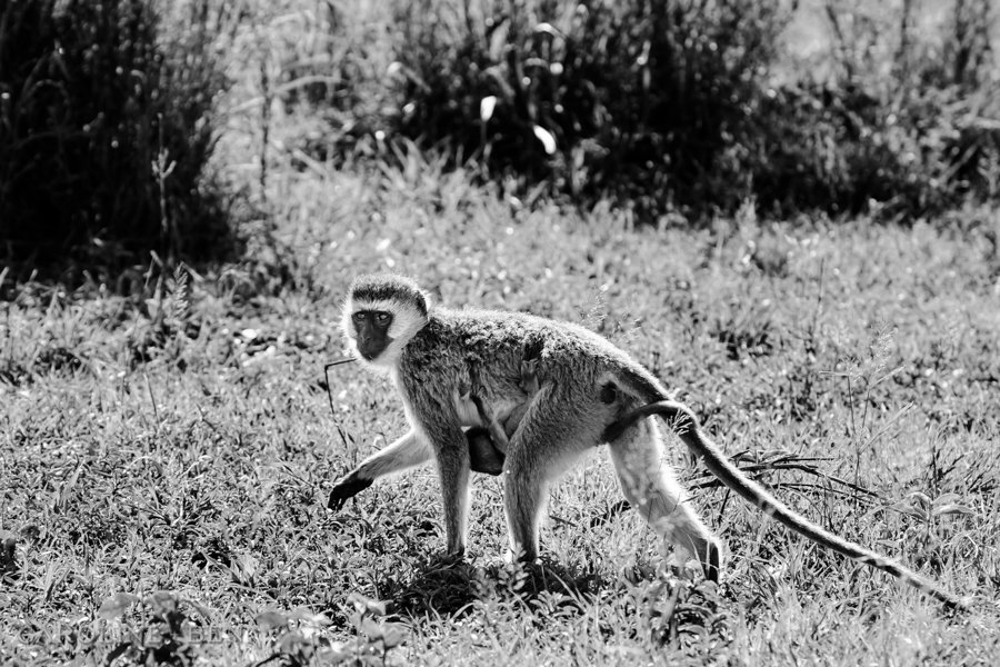 tanzania-safari-photos (39 of 49)