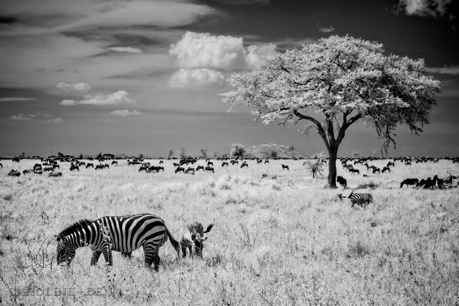 tanzania-safari-photos (33 of 49)