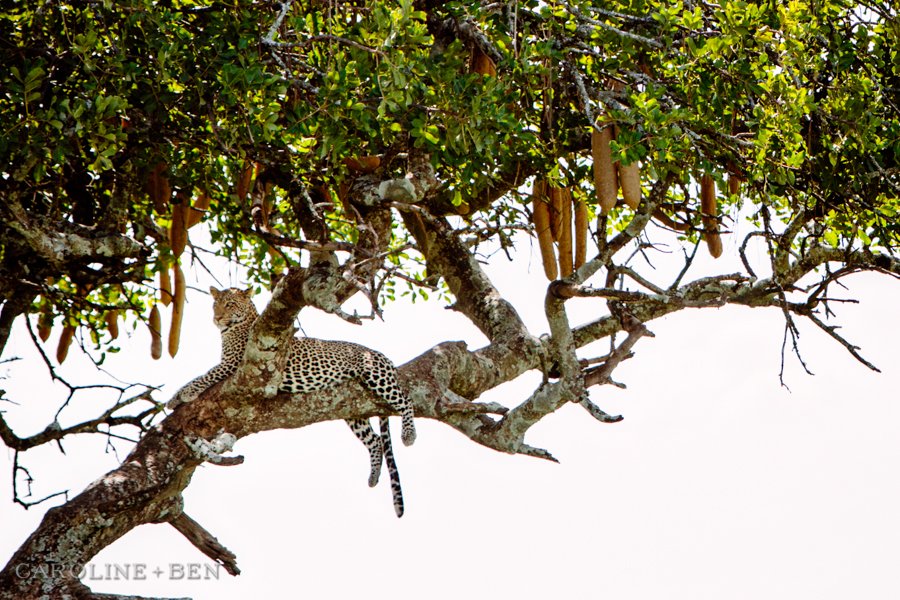 leopard lounging in tree