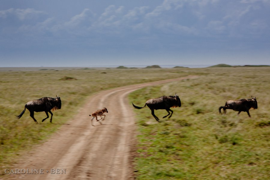 wildebeest running in serengeti