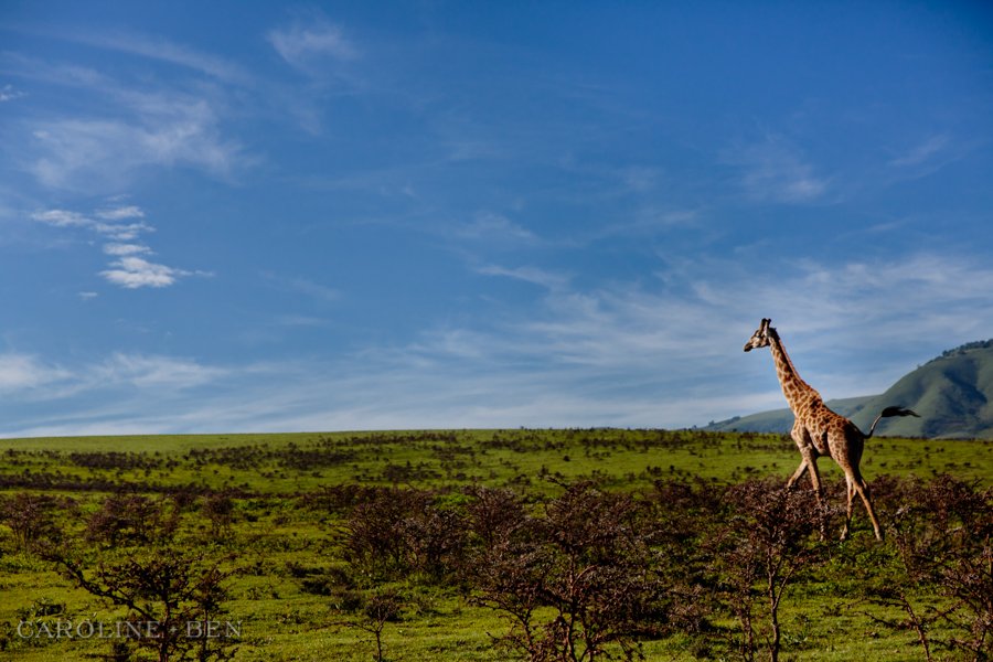 tanzania-safari-photos (19 of 49)