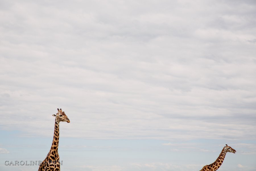 giraffes with long necks