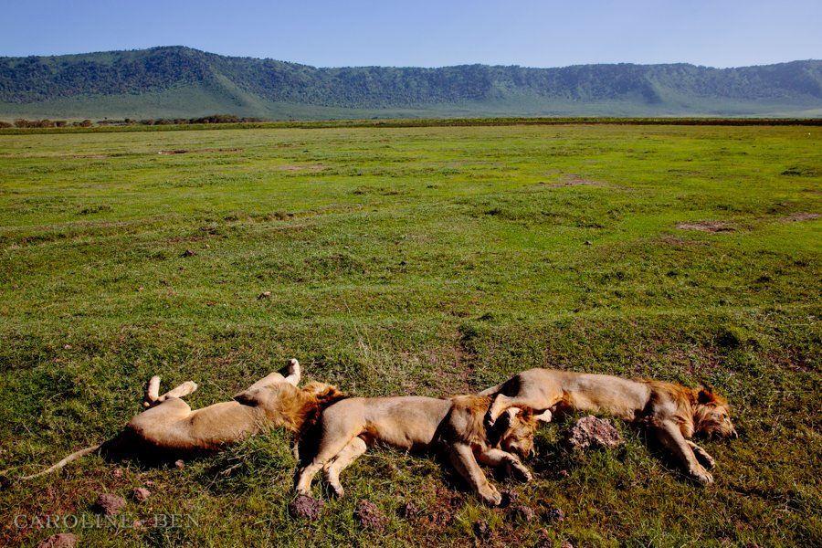 lions sleeping in ngorongoro crater