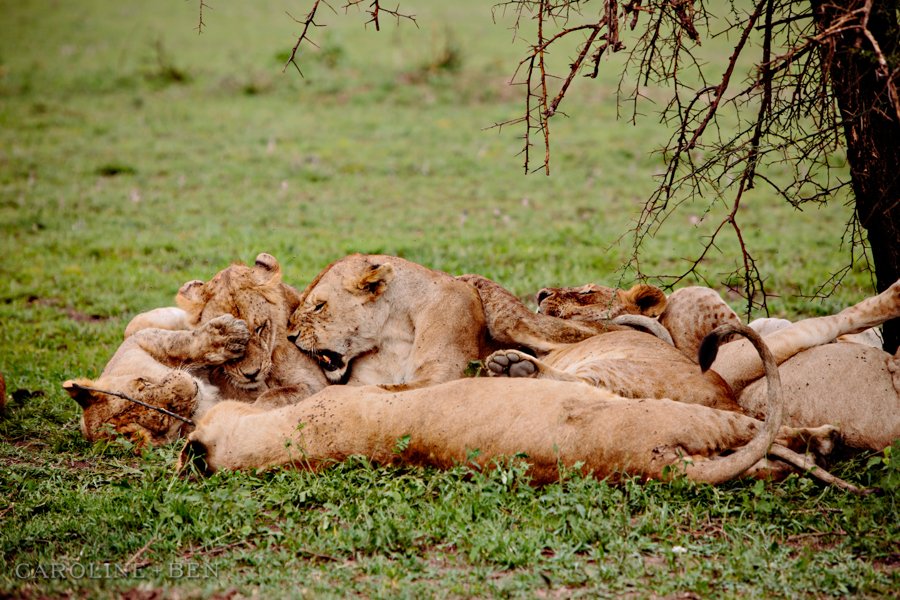 lions sleeping in serengeti