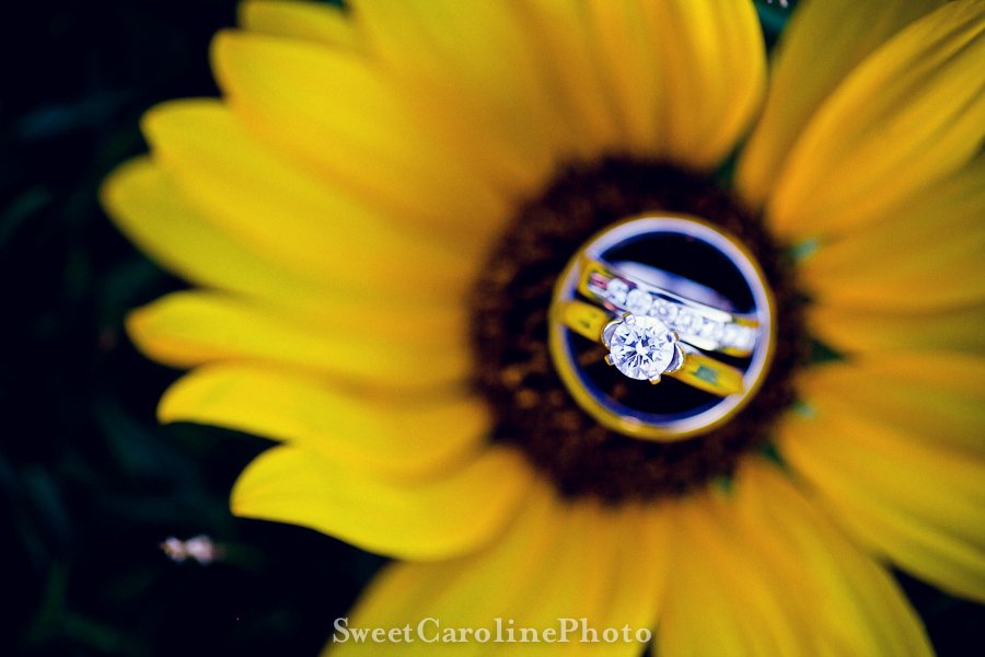 wedding rings in sunflower